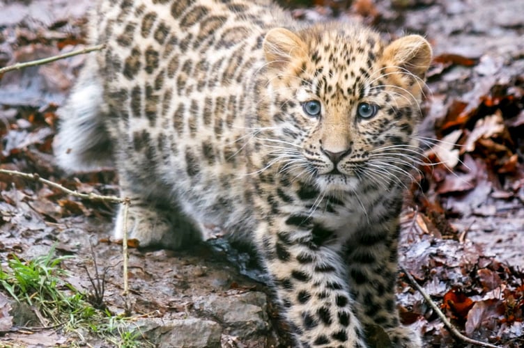 Dartmoor Zoo is marking its most successful year. Picture by Dartmoor Zoo.