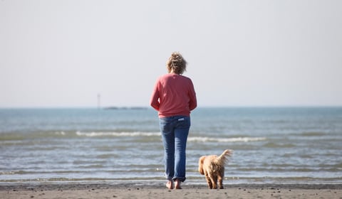 Dog licensing could return, RSPCA asks for views