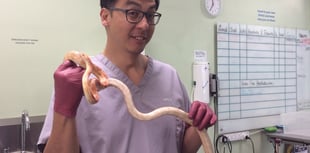 Vet's timely intervention saves snake