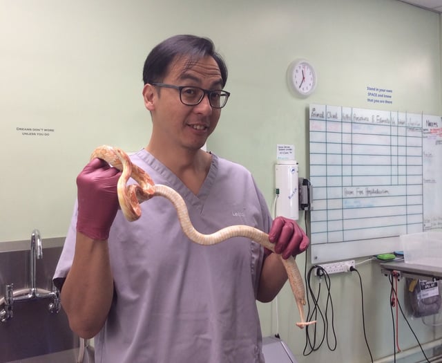 Vet's timely intervention saves snake