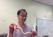 Vet's timely intervention saves snake