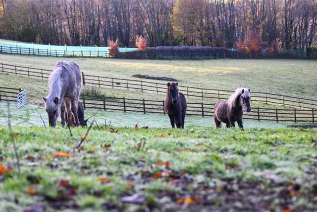 Mud-busting crowdfunder delivers for horse rescue charity