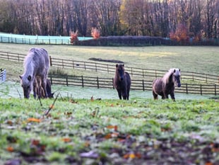 Mud-busting crowdfunder delivers for horse rescue charity