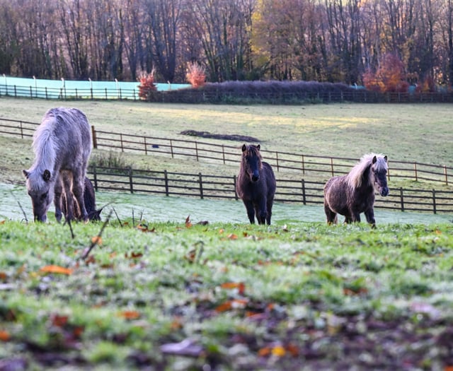 Mud-busting crowdfunder delivers for horse rescue charity