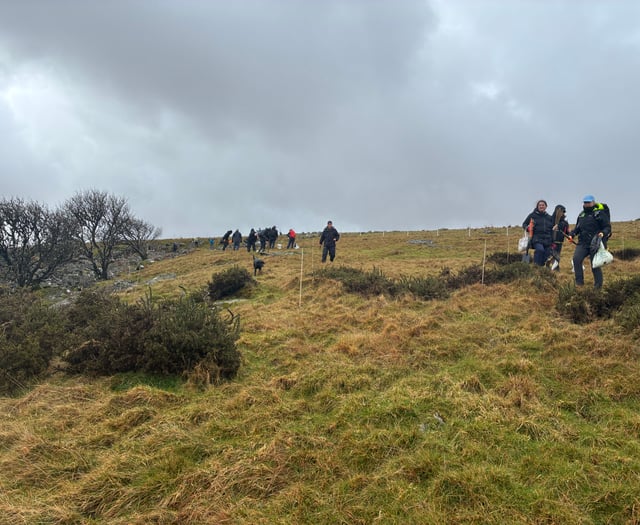 Hundreds of trees planted to expand temperate rainforest on Dartmoor