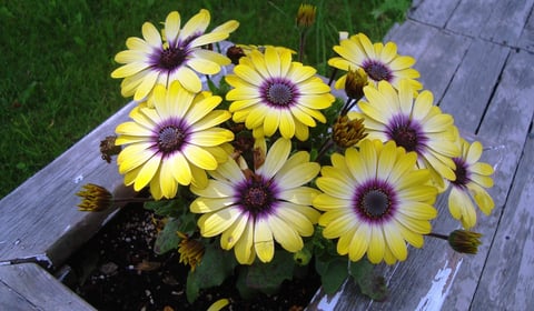 Entries open for RHS and BBC's Pocket Garden Makeover Prize 