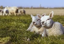 Get ready to welcome Spring in West Devon