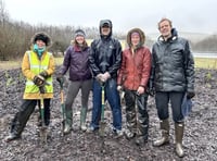 Sourton Cross gets its own tiny forest in National Highways first