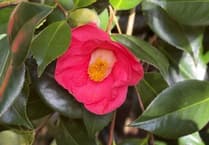 Hospiscare ‘green fingered’ fundraisers open their garden gates once again