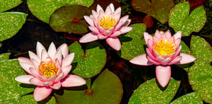 John Howells: Planting water lilies