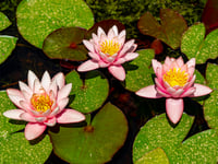 John Howells: Planting water lilies