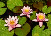John Howells: Planting water lilies