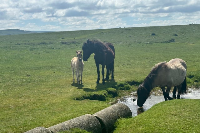 Dartmoor pony cull petition reaches 145k signatures
