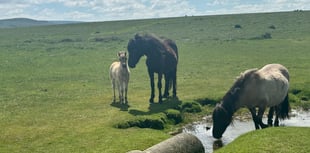 Court orders review of livestock on Dartmoor commons