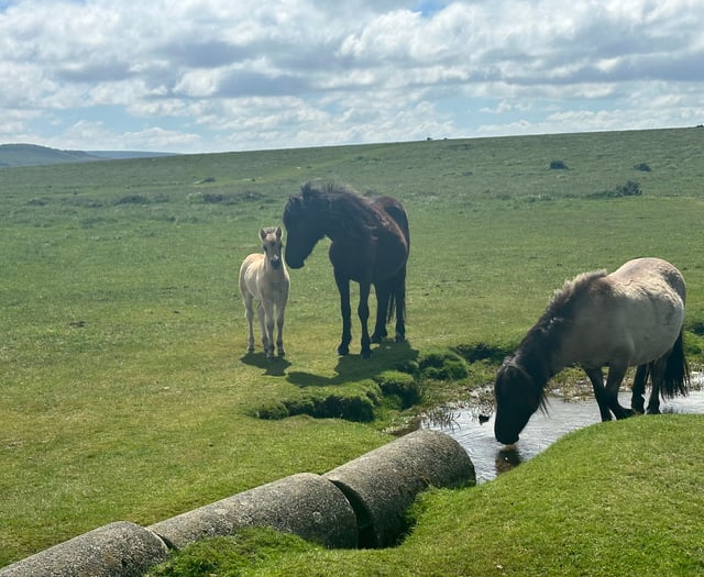 Court orders review of livestock on Dartmoor commons
