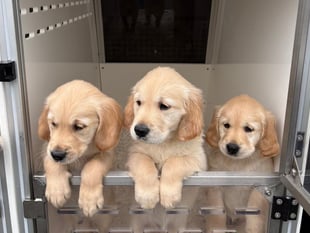 Guide Dogs seeks more volunteers to raise puppies