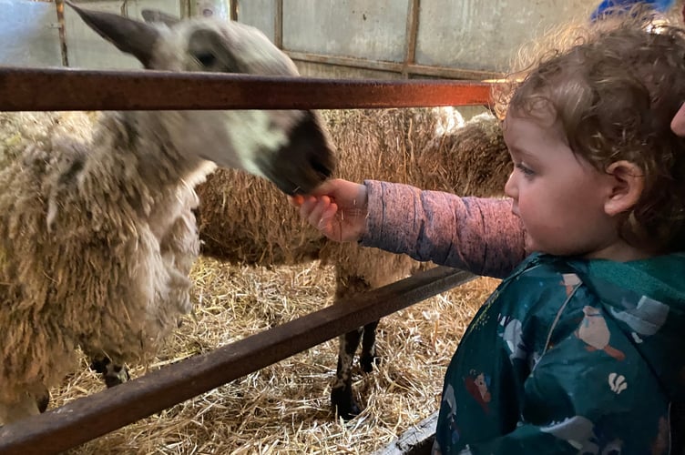 A youngster comes face to face with a sheep at Greenwell Farm lambing open day.