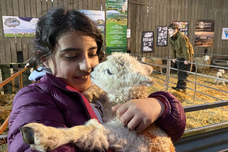 Mila and lamb bond at Greenwell Farm Lambing Live event. Mila and Lizzie attended from Dawlish. Lizzie said: "It might be quite a long way to come, but this is a unique event and Mila seems to cast a spell on the lambs that she loves holding."
