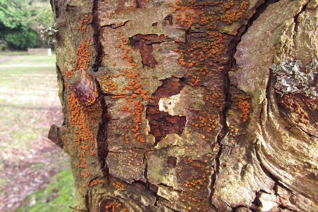 'Killer fungus' triggers emergency in Devon