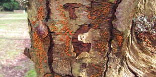 'Killer fungus' triggers emergency in Devon