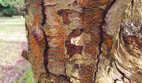 'Killer fungus' triggers emergency in Devon