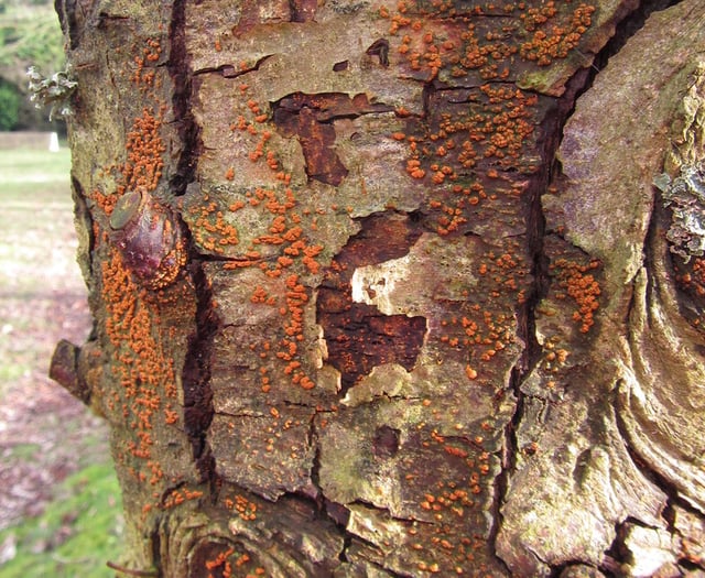 'Killer fungus' triggers emergency in Devon