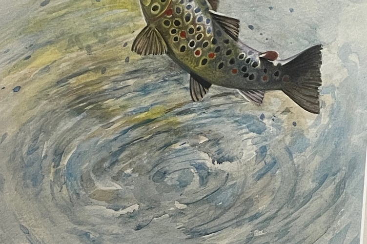 Walkham brown trout by Robin Armstrong.
