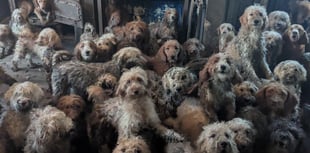 RSPCA urges pet adoption as large-scale rescues rise