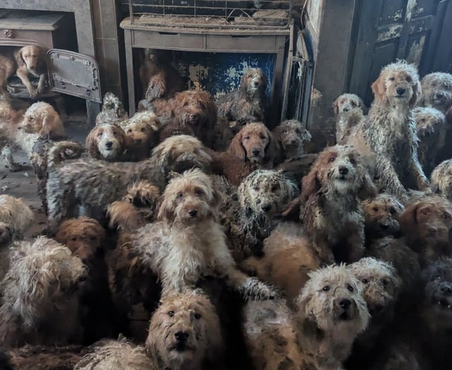 RSPCA urges pet adoption as large-scale rescues rise