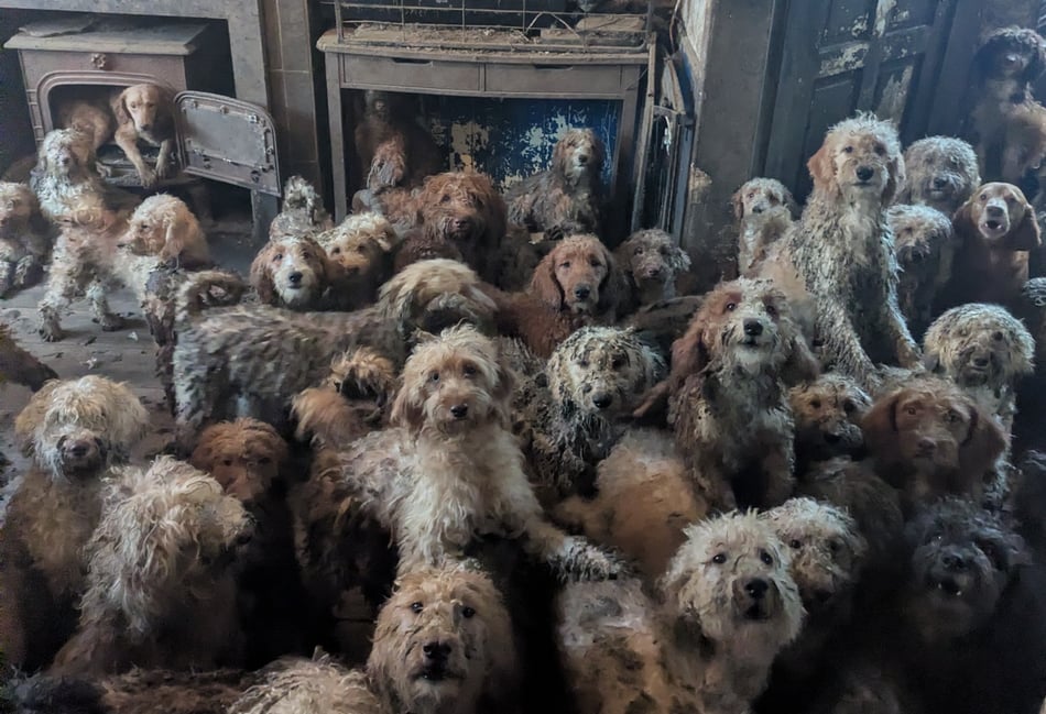 RSPCA urges pet adoption as large-scale rescues rise