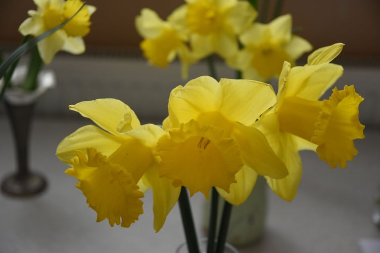 Lovely daffodils on display at Zeal Monachorum Spring Show.

