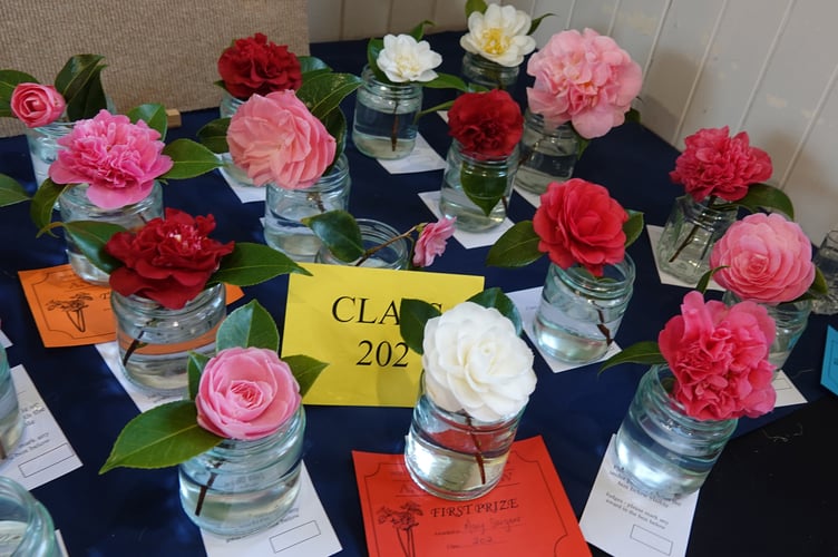 Bere Ferrers Spring Flower Show camelia entries.  Photo by Ann Parsons.