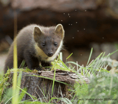 Pine martens thrive in the South West