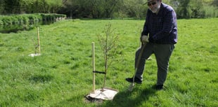 West Devon green spaces flourish with charity's tree donation