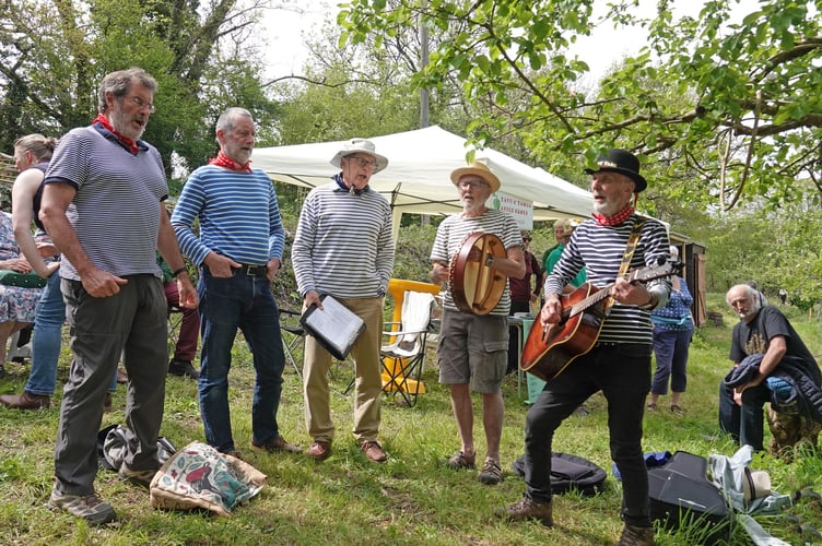 Bere Ferrers Orchard opening with the Tavy Tars entertaining. Picture by Ann Parsons.