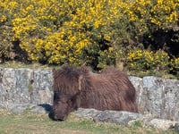 Dartmoor foal rescued from moorland leat