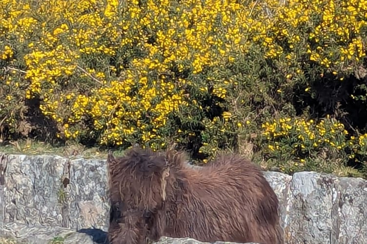 The Dartmoor pony stuck in a leat near Clearbrook.