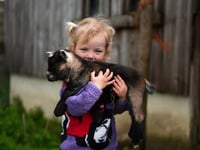 New pygmy goat ‘Pygnasium’ announced for Devon County Show