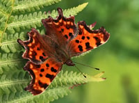 Charity spreads some butterfly love with competition 