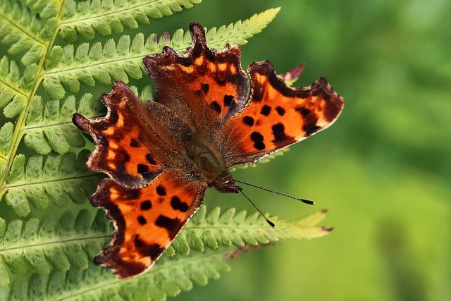 Charity spreads some butterfly love with competition 