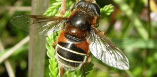 Bug charity receives funding to protect Dartmoor invertebrates