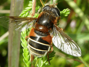 Bug charity receives funding to protect Dartmoor invertebrates