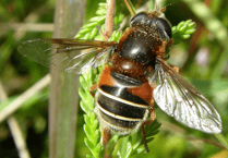 Bug conservation charity receives funding to protect Dartmoor's invertebrates