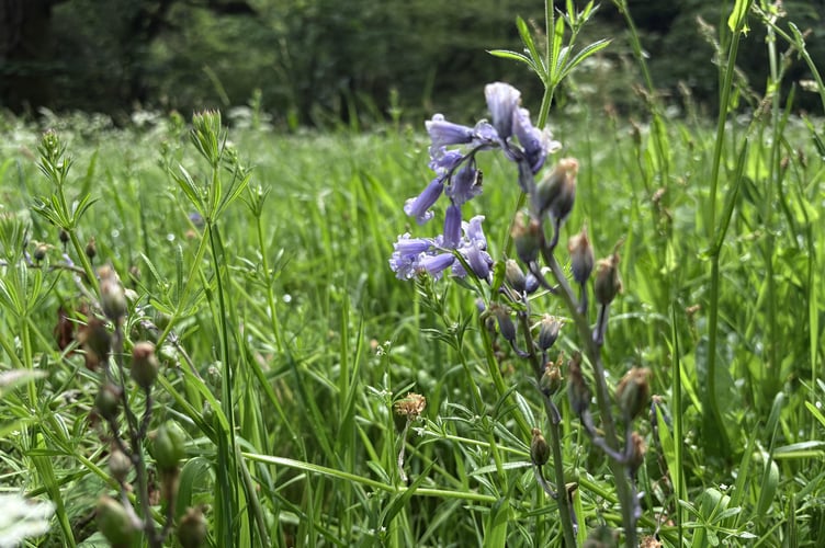 The fields surrounding the castle are filled with bluebells each spring.