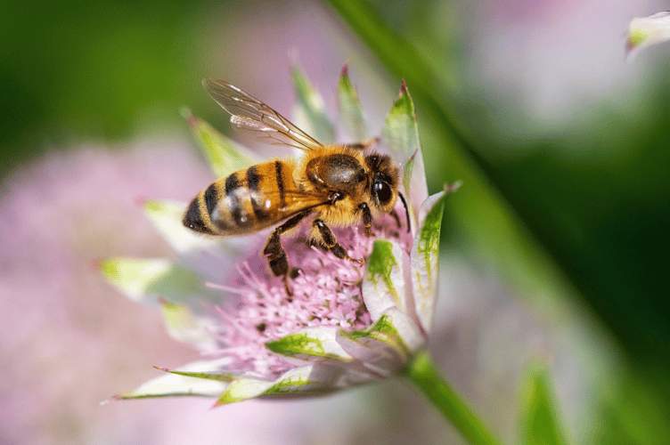 Bee