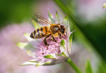 Be kind to bees this World Bee Day, says RSPCA as UK species under threat