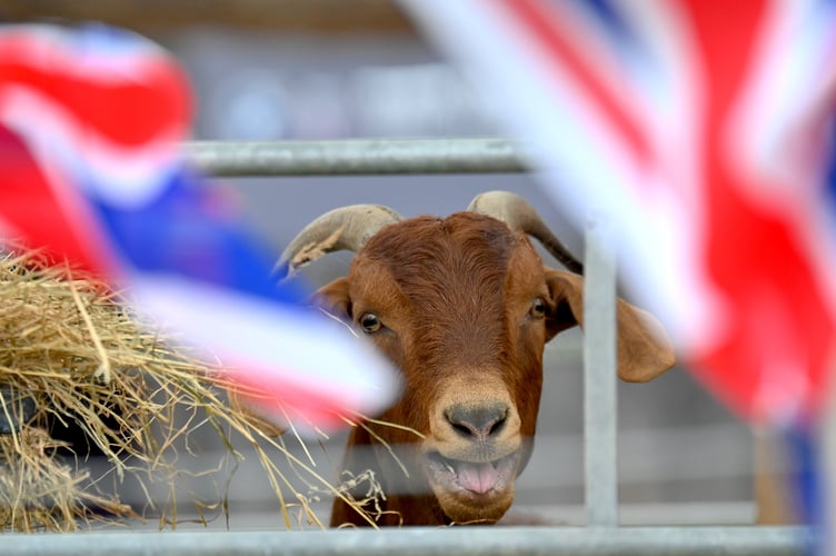 Devon County Show preview. It's showtime - and happy goats are ready to greet visitors