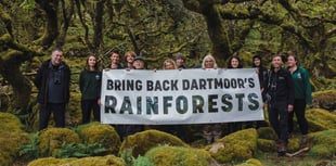 Restoring Dartmoor rainforests gains momentum