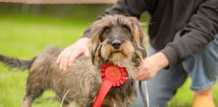 Paws at the ready as popular dog show returns!