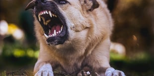 More than 350 suspected banned dogs seized by police